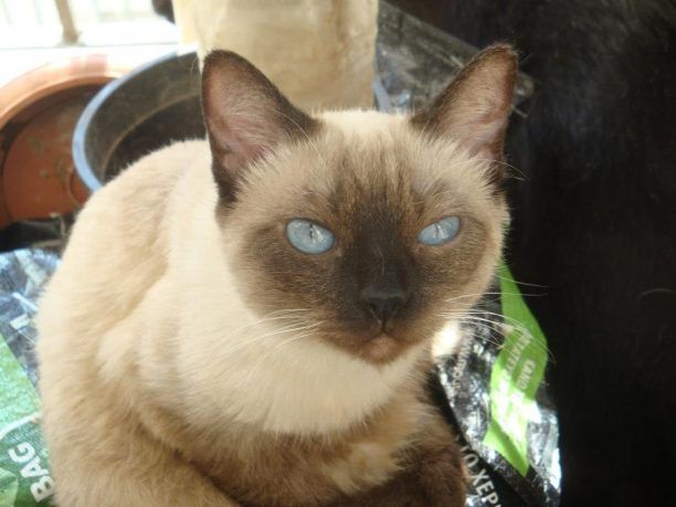 Θεσσαλονίκη: Ζητούν βοήθεια για τις 40 γάτες που βρέθηκαν μέσα σε διαμέρισμα
